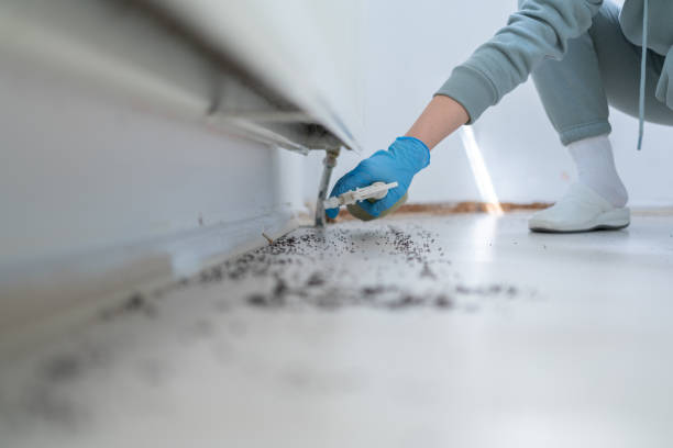 Best Flea Control Services  in San Juan Bautista, CA